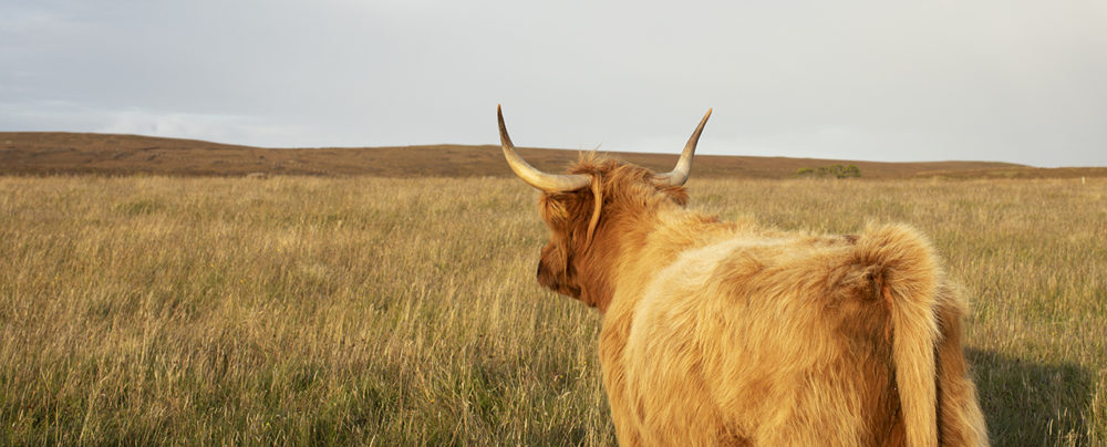 Highland cows