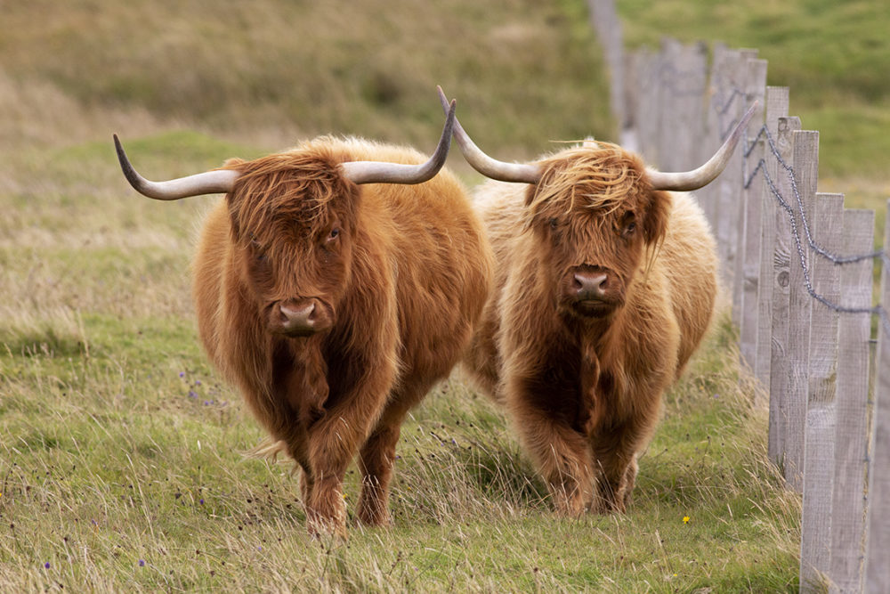 Highland cows
