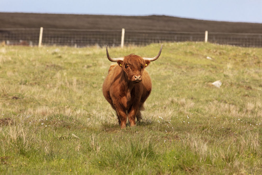 Highland cows