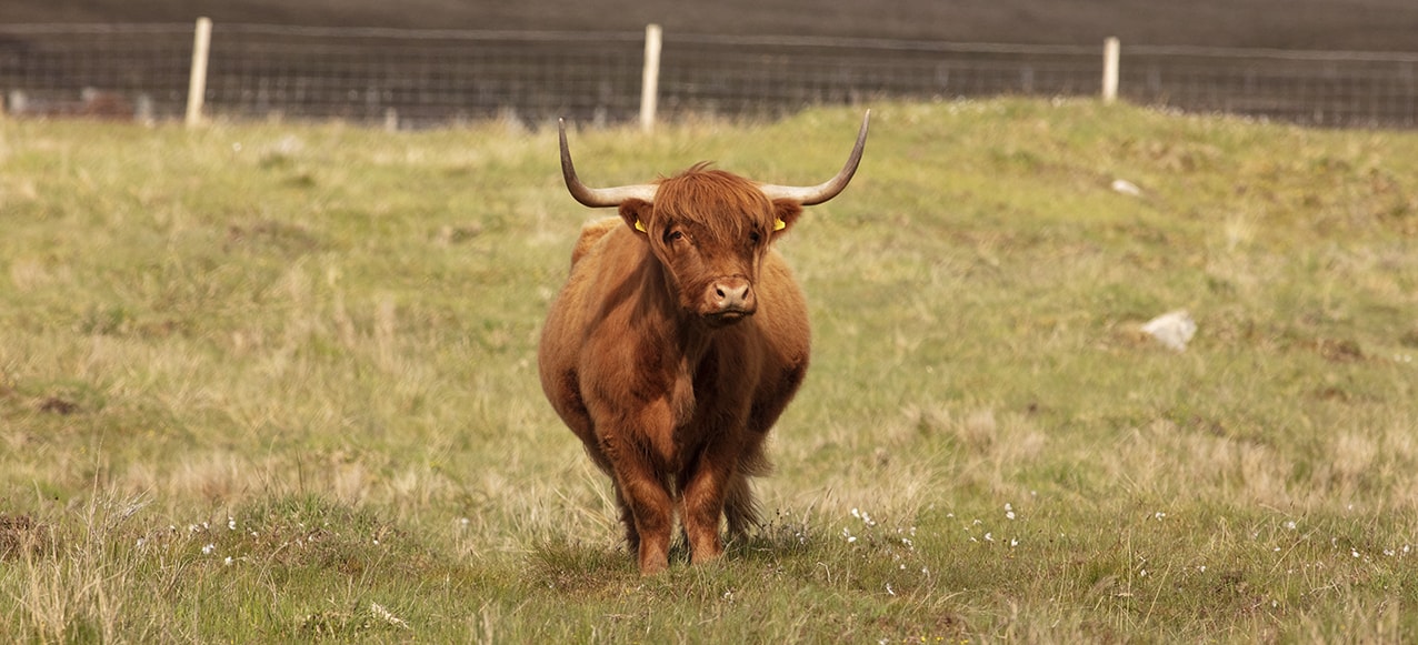 Highland cows