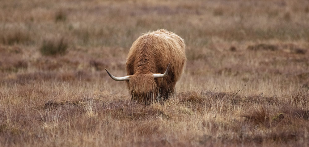 Highland cows