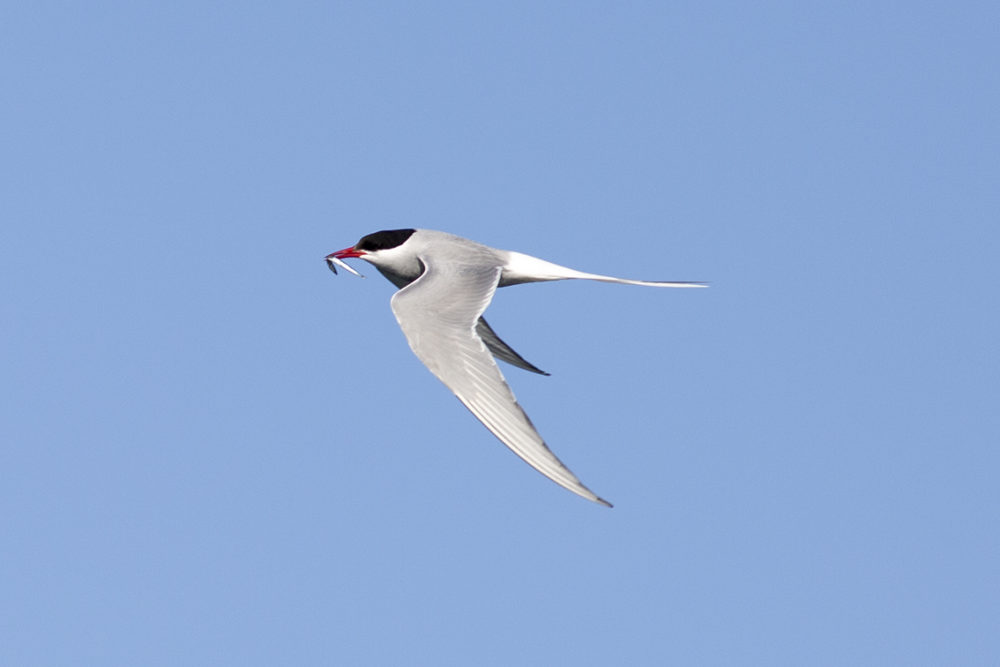 Birdlife in the Outer Hebrides