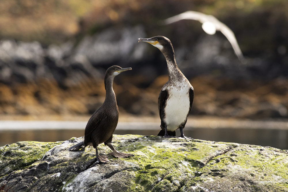 Birdlife in the Outer Hebrides