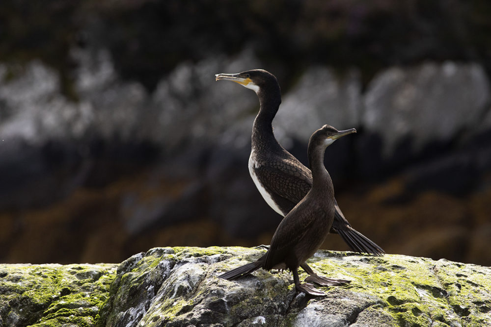 Birdlife in the Outer Hebrides