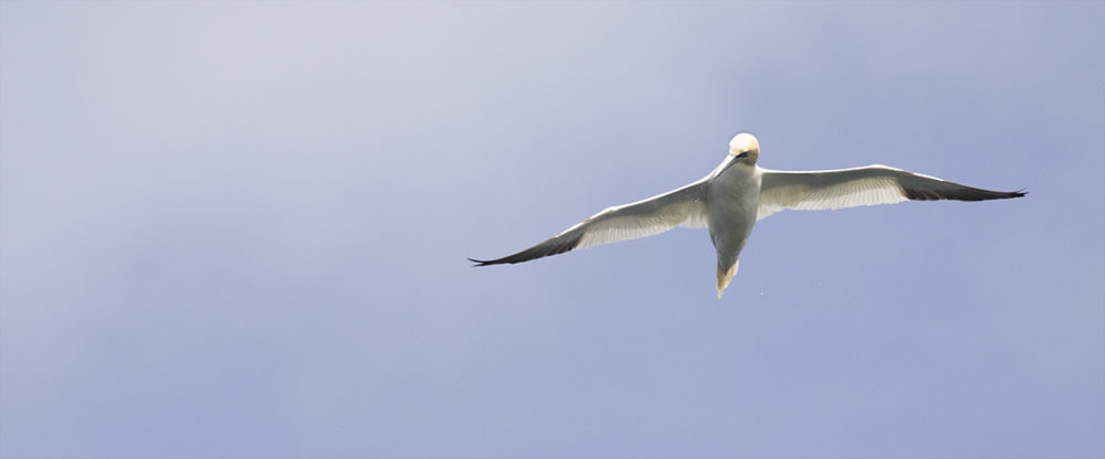 Birdlife in the Outer Hebrides