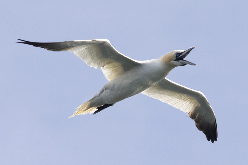 Birdlife in the Outer Hebrides