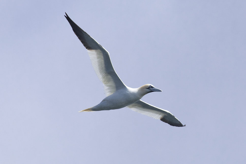 Birdlife in the Outer Hebrides