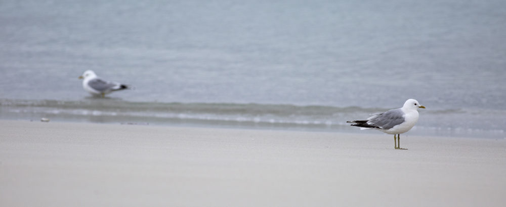 Birdlife in the Outer Hebrides