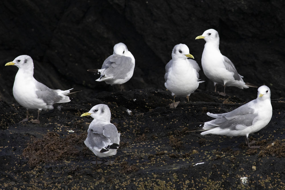 Birdlife in the Outer Hebrides
