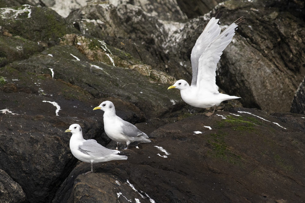 Birdlife in the Outer Hebrides