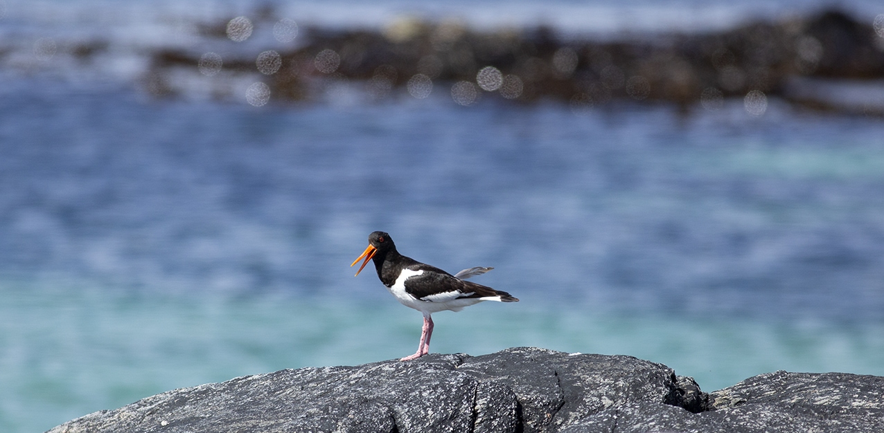 Birdlife in the Outer Hebrides