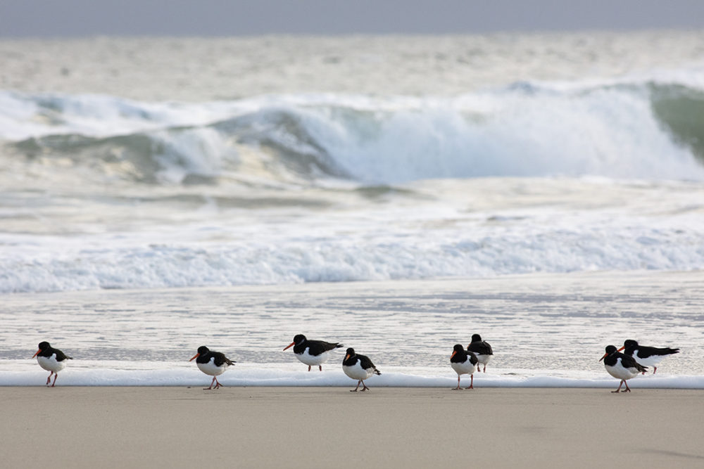 Birdlife in the Outer Hebrides