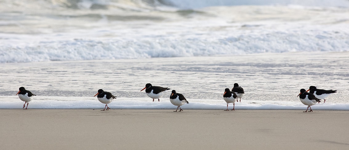 Birdlife in the Outer Hebrides