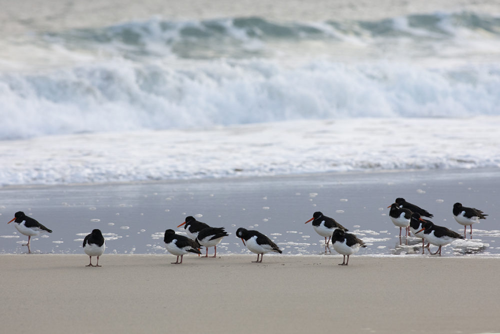 Birdlife in the Outer Hebrides