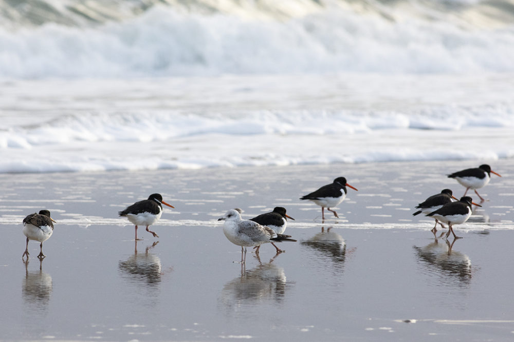 Birdlife in the Outer Hebrides