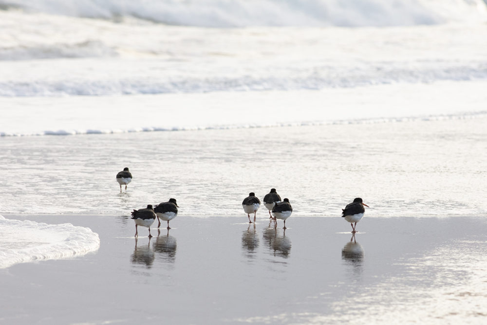 Birdlife in the Outer Hebrides