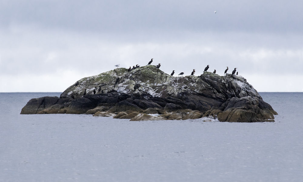 Birdlife in the Outer Hebrides