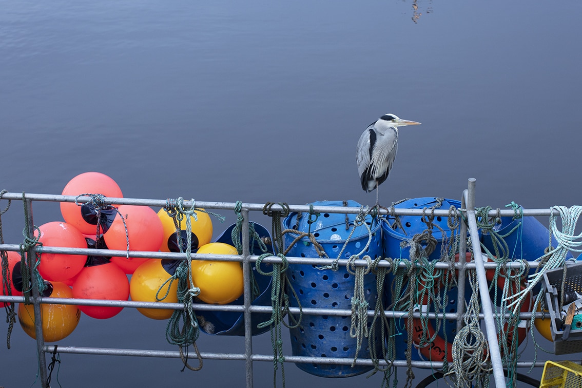 Heron amoungst fishing floats at Stornoway Harbour