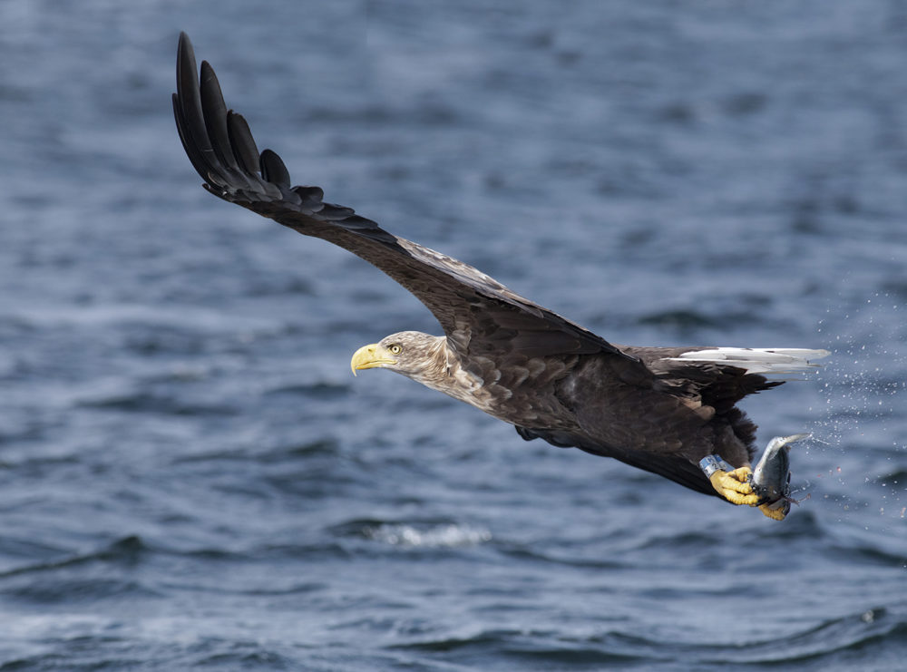 Birdlife in the Outer Hebrides