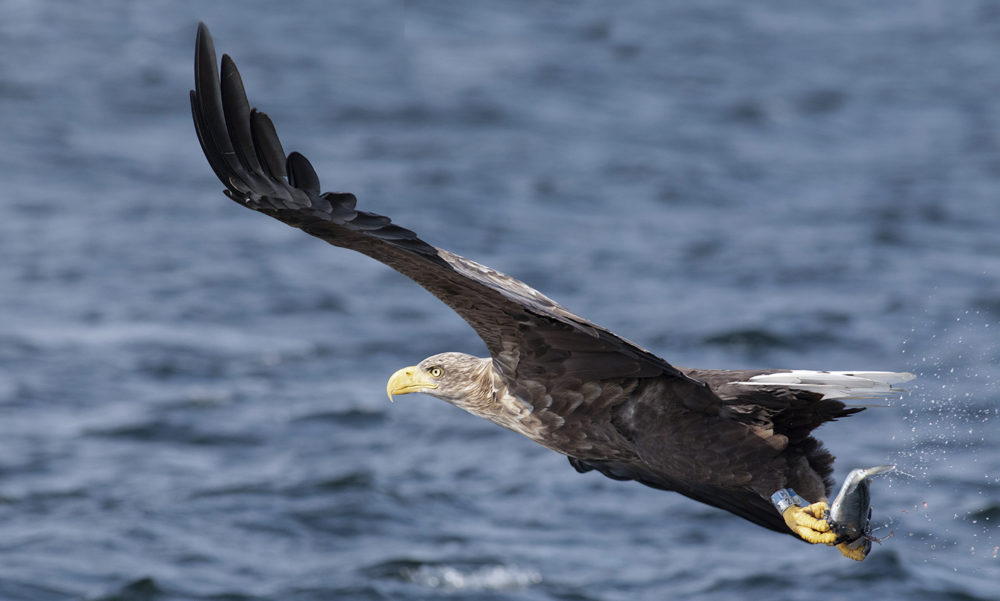 Birdlife in the Outer Hebrides