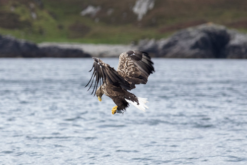 Birdlife in the Outer Hebrides