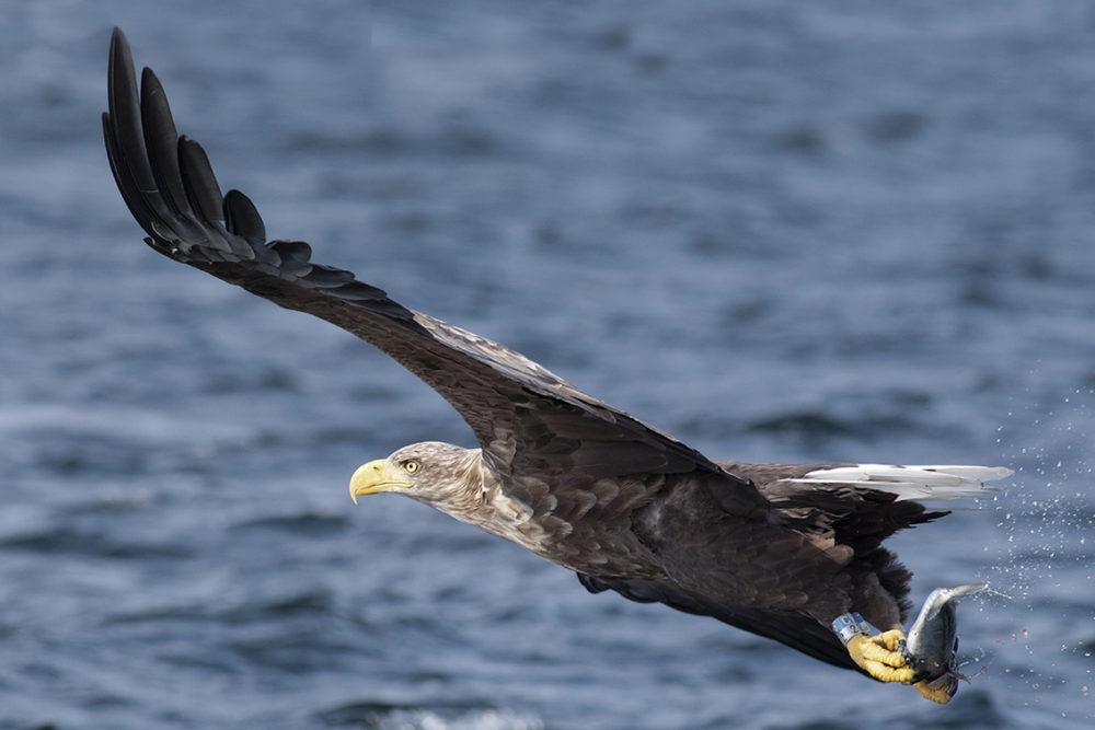 Birdlife in the Outer Hebrides