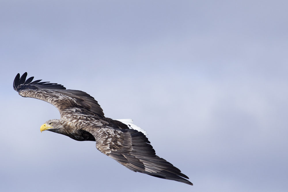 Birdlife in the Outer Hebrides