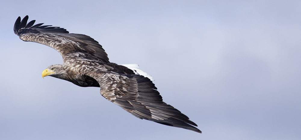 Birdlife in the Outer Hebrides