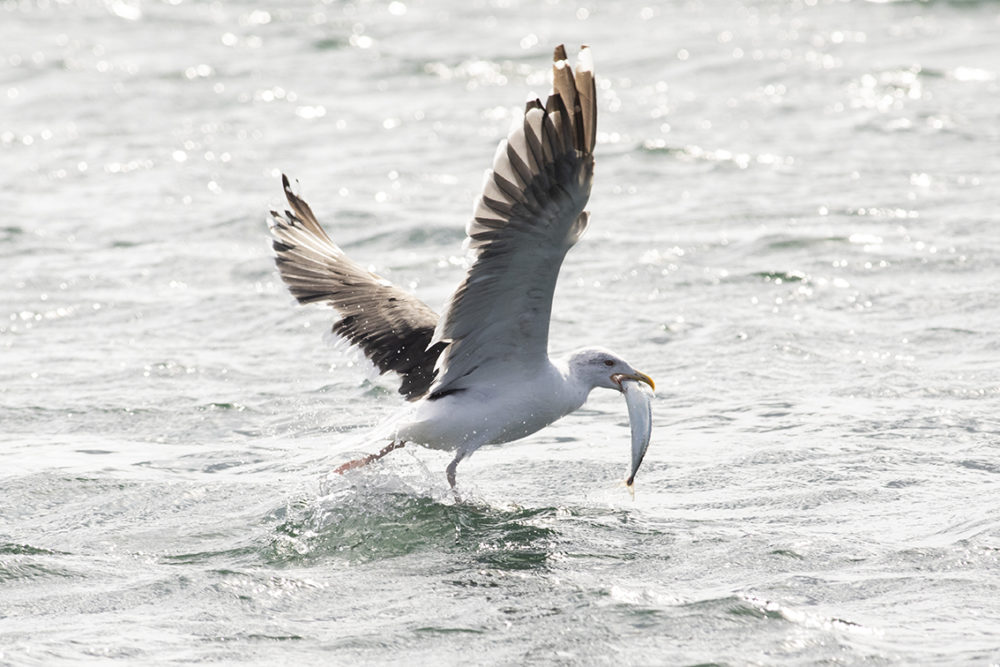 Birdlife in the Outer Hebrides