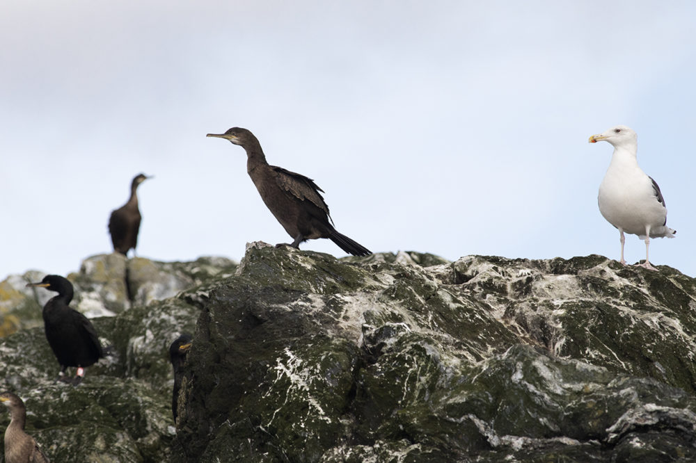 Birdlife in the Outer Hebrides