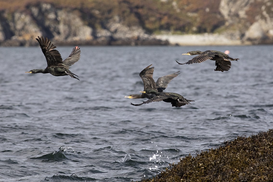 Birdlife in the Outer Hebrides