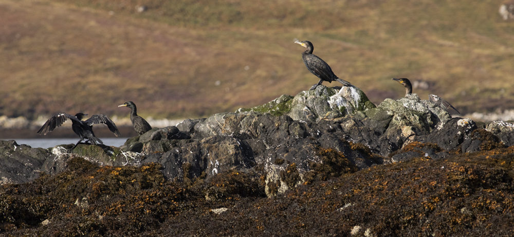 Birdlife in the Outer Hebrides