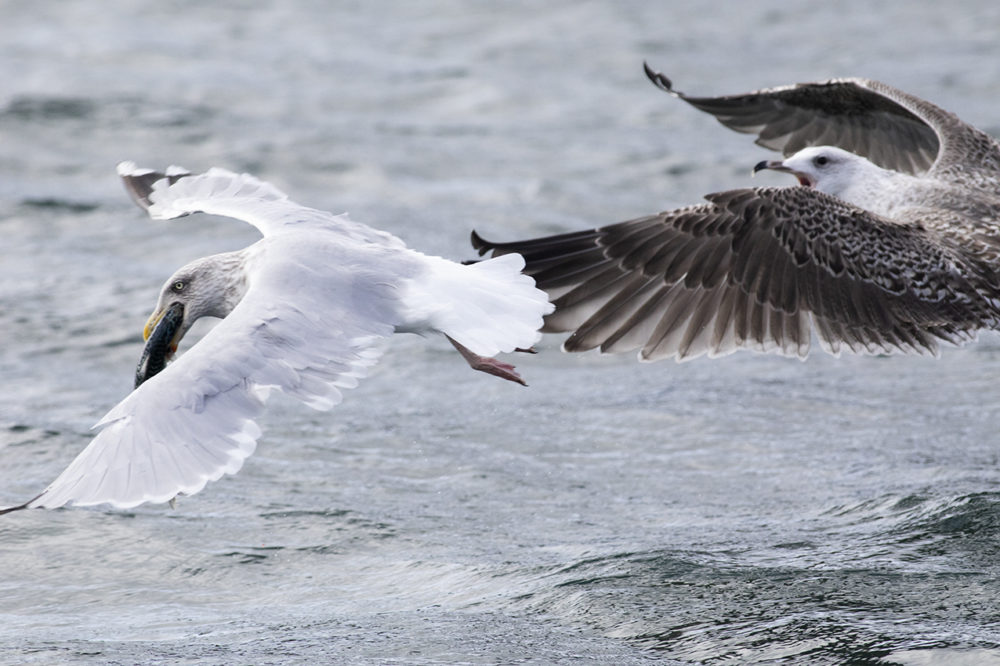 Birdlife in the Outer Hebrides