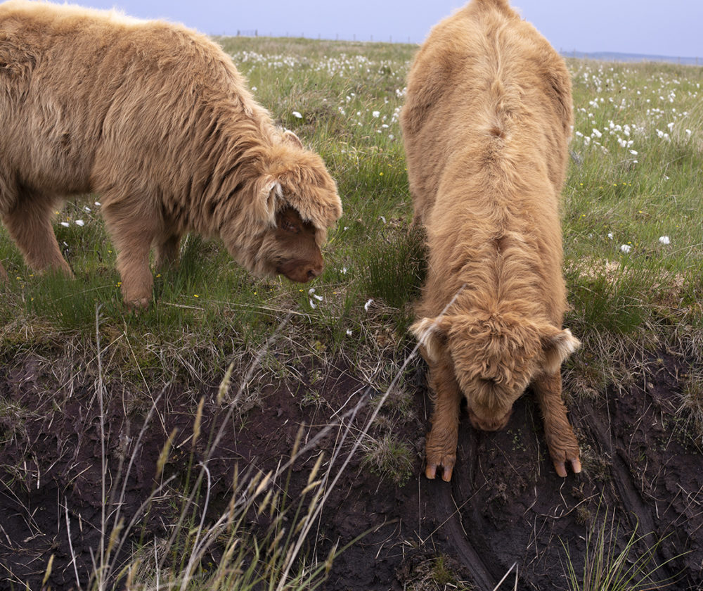 Highland cows