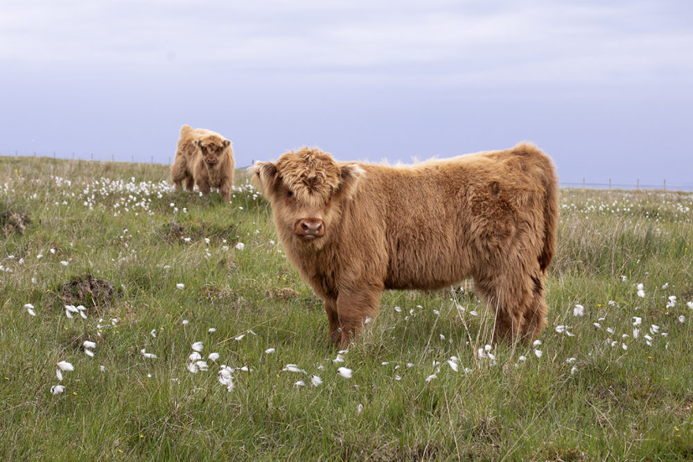 Highland cows