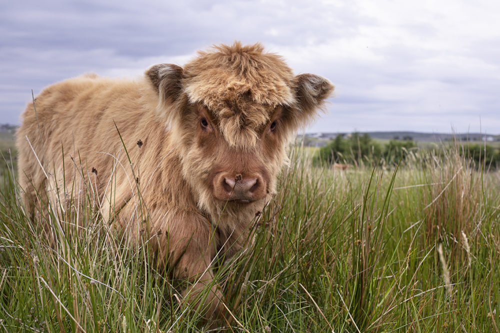 Highland cows