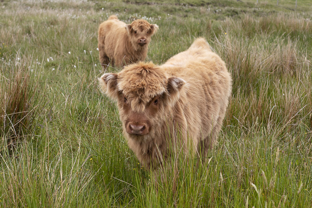 Highland cows