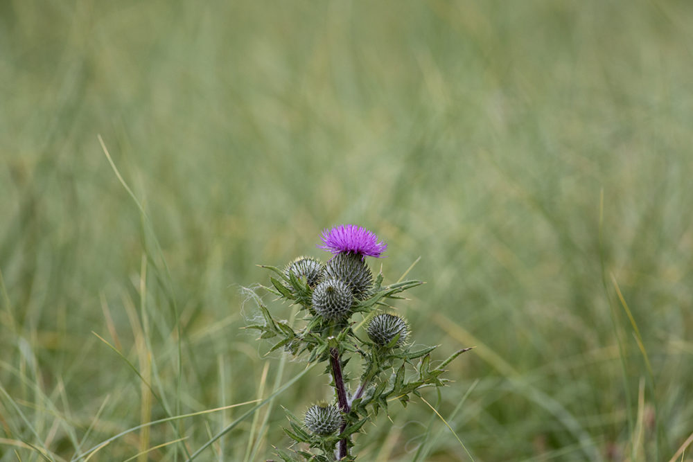 Landscape imagery by Jade Starmore