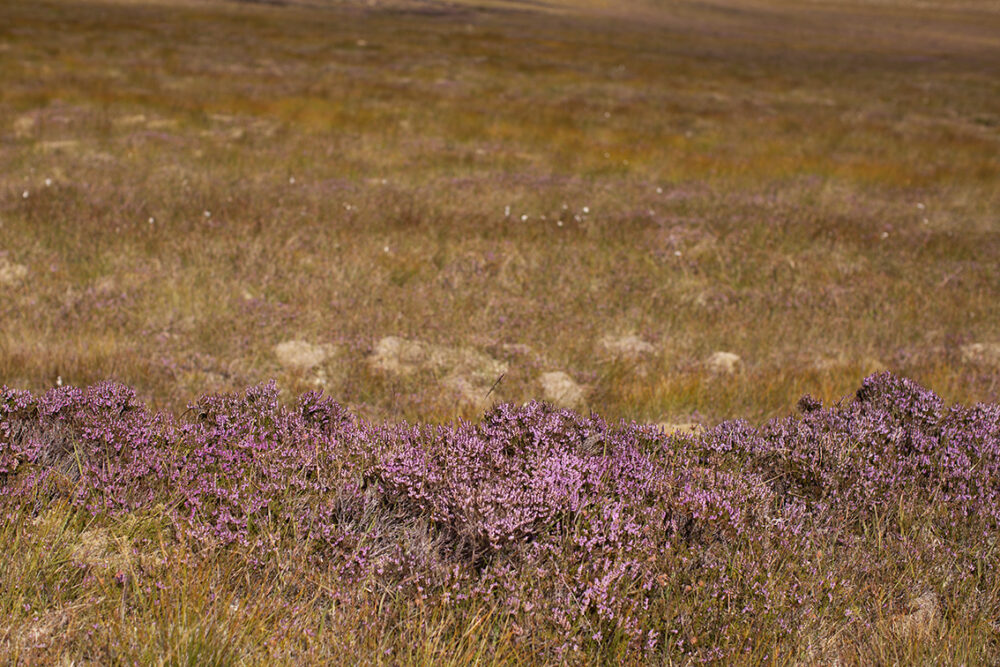 Blooming Heather by Jade Starmore