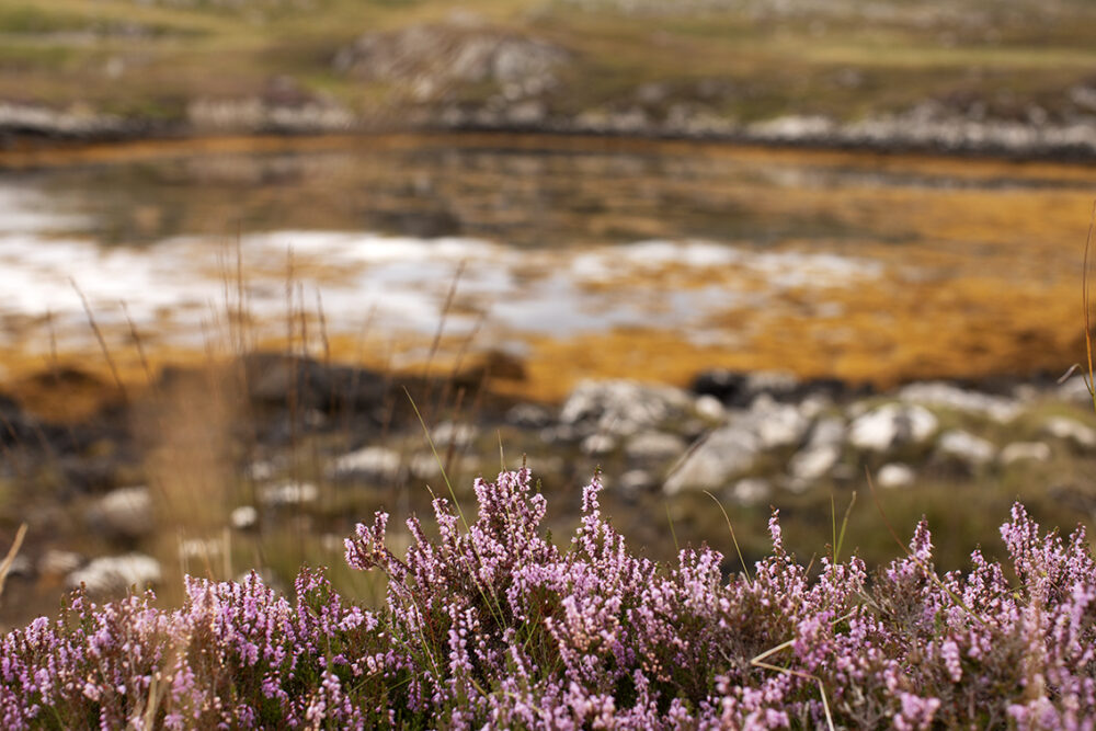 Blooming Heather by Jade Starmore