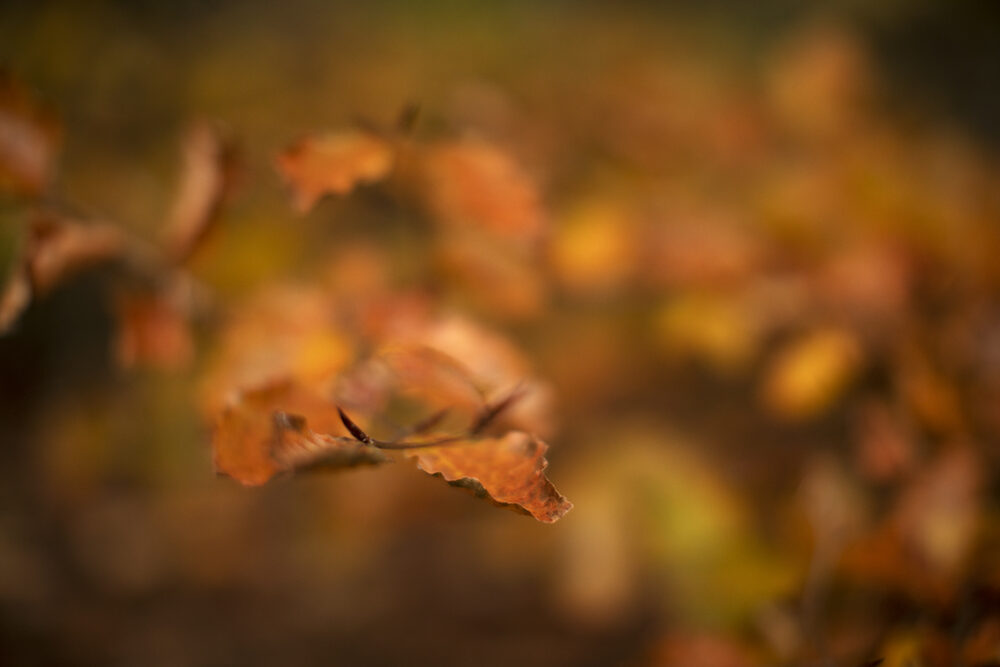 Changing Seasons on the croft and garden