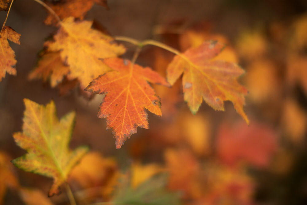 Changing Seasons on the croft and garden