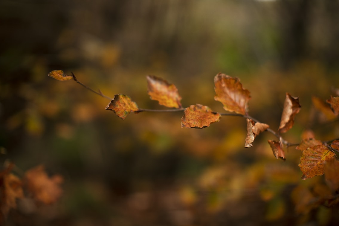 Changing Seasons on the croft and garden