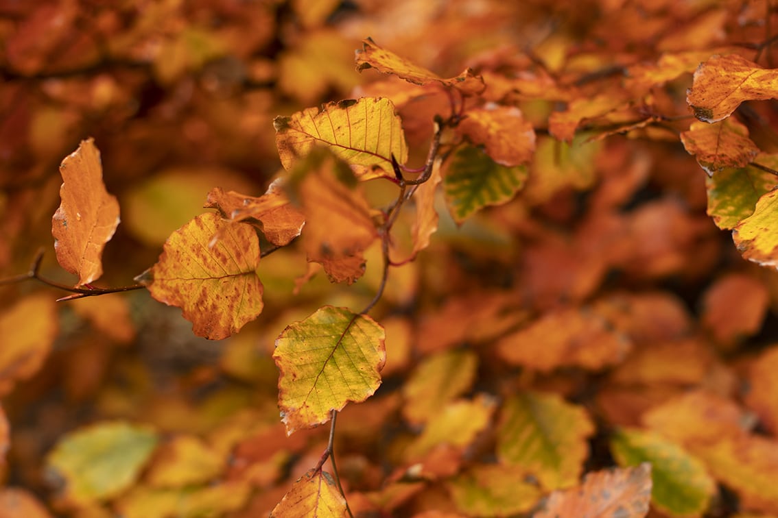 Changing Seasons on the croft and garden