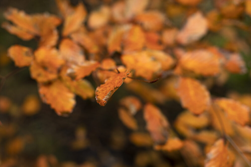 Changing Seasons on the croft and garden