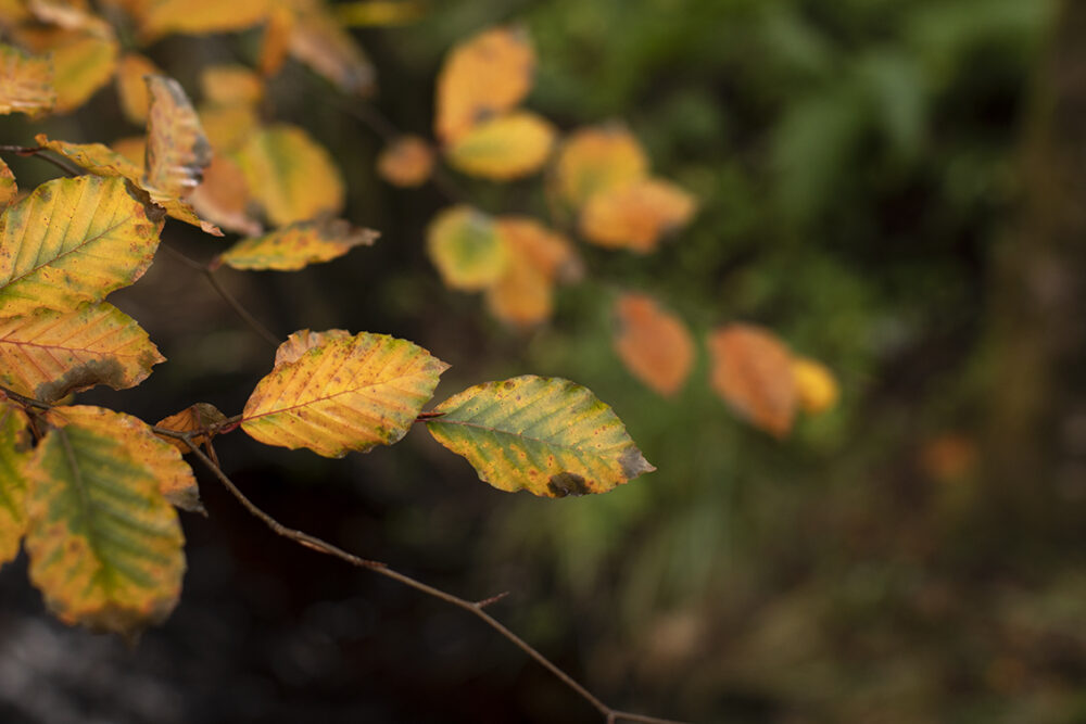 Changing Seasons on the croft and garden