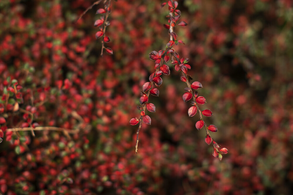 Changing Seasons on the croft and garden