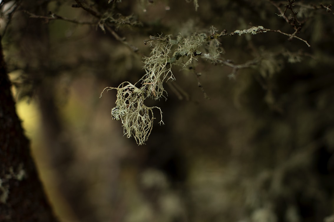 Changing Seasons on the croft and garden