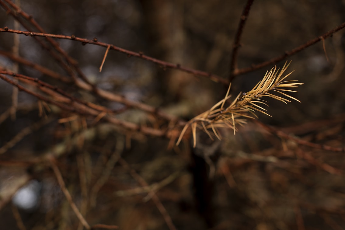 Changing Seasons on the croft and garden