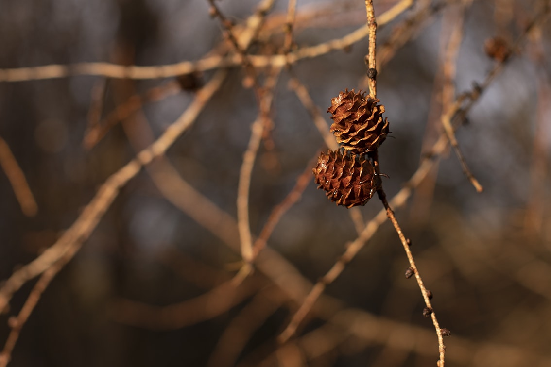 Changing Seasons on the croft and garden